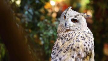 Owl perched, turning head, observing environment video