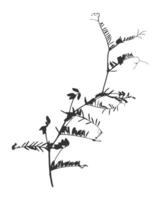 Silhouette Vicia cracca plant leaves Mouse peas. Close-up. Inflorescence plants. weed with flowers and leaves. Medicinal plant. Isolated. Black on white. vector