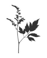 Silhouette twig Astilbe inflorescence, black imprint, stamp, element design. Isolated on white background. vector