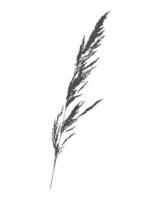 Silhouette of branch of meadow grass Calamagrostis acutiflora. Imprint black on white. vector