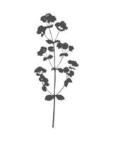 Origanum vulgare silhouette, twig with flowers, herbarium. Black on white background. vector