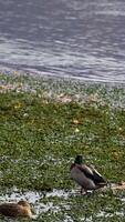 Mallard ducks relax on a grassy lakeside, with gentle water movement and serene atmosphere captured in natural lighting video