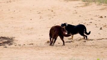 Two dogs energetically play on a sandy beach under natural daylight, showcasing lively interaction and companionship video