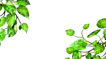 Greenery leafy plant frame border realistic 3d render png
