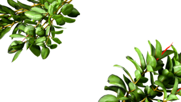 Greenery foliage plant frame border realistic 3d render png