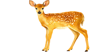 Watercolor illustration of a cute fawn with white spots standing on a transparent background Concept of wildlife, nature, and innocence png