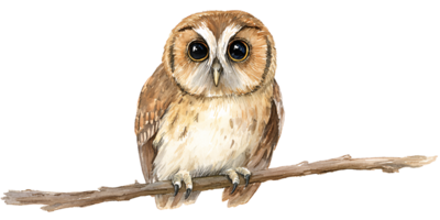Watercolor illustration of a cute brown owl perched on a branch with big eyes Concept of wildlife, nature, and bird illustration png