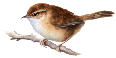 Watercolor illustration of a cute brown wren perched on a branch Detailed bird illustration for nature, wildlife, and ornithology concepts png