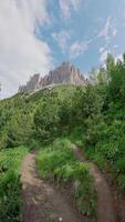 First person view walks path in summer forest video