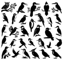 Birds black silhouettes isolated on white background. Bird illustration. vector