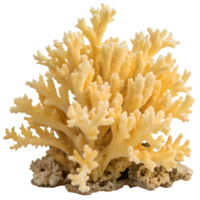 Yellow coral reef isolated on the transparent background, underwater element for ocean conservation projects png