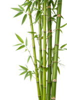 Fresh green bamboo stalks with detailed leaves, natural plant cutout isolated on transparent background for design png
