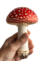 Hand holding vibrant red and white spotted poisonous fly agaric mushroom isolated on transparent background png
