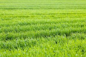 meadow with paths against a cloudy skyClose up grass meadow paths cloudy sky photo