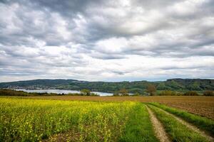 A meadow with a dirt path against the backdrop of river Rhine anA Meadow with Dirt Path along River Rhine photo
