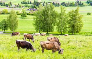 Cows graze on meadows on hills against the backdrop of a villageCows graze on meadows on hills against village backdrop photo
