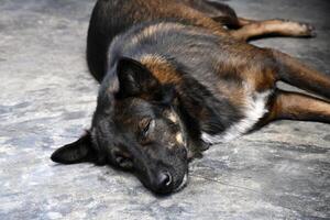 Dog lying ground appears to be sleeping peacefully, with relaxed posture and closed eyes, textured surface that looks like stone or concrete. dog has black and brown coat, and scene conveys photo
