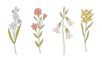 Set of multicolored wildflowers. Blooming perennial wild plants illustration. Botanical hand-drawn elements for design projects vector