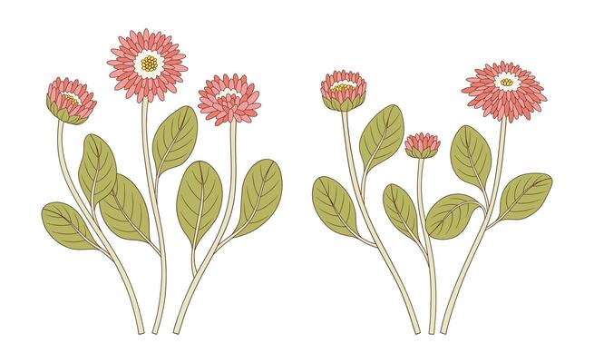 Set of bouquets of pink flowers. Bunches of blooming wildflowers with leaves, perennial wild plants. Botanical hand drawn elements for design projects illustration