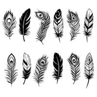 Set abstract peacock feather isolated on white, boho style illustration. vector