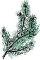 Detailed fir branch with needles and pinecones sketch vector