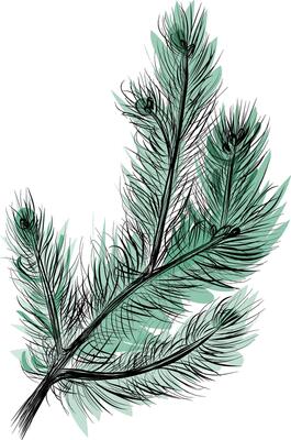 Detailed fir branch with needles and pinecones sketch