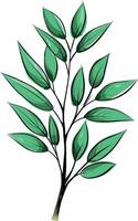 illustration of tea tree branch with green leaves vector
