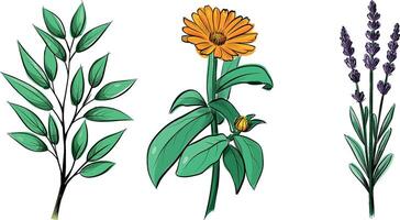 Collection of medicinal herbs calendula lavender and leafy branch vector