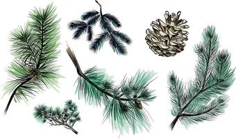 Collection of hand drawn pine branches and cones in sketch style vector