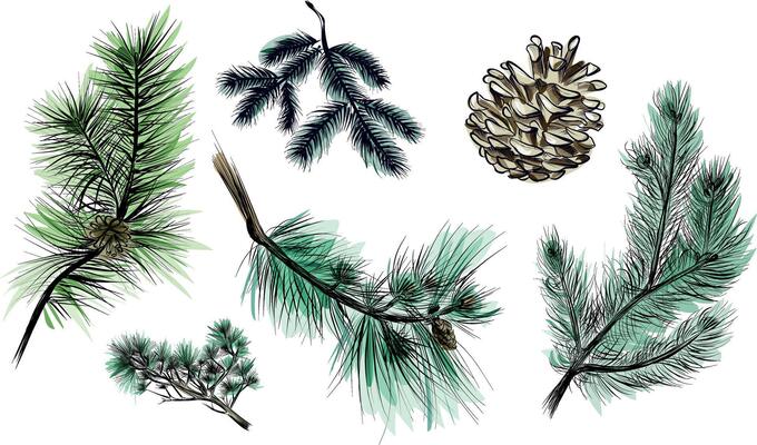 Collection of hand drawn pine branches and cones in sketch style
