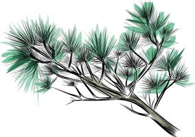 Pine tree branch with long green needles vector