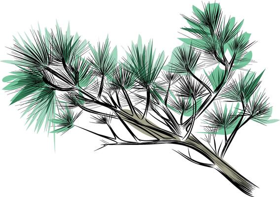 Pine tree branch with long green needles
