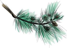 Long pine branch with cones and green needles vector