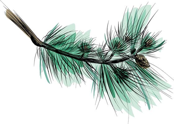 Long pine branch with cones and green needles
