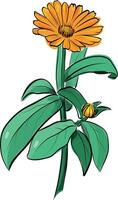 Calendula flower with green leaves color sketch vector