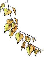 Autumn birch branch with yellow leaves illustration vector
