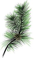 Pine branch with green needles and pinecone sketch vector