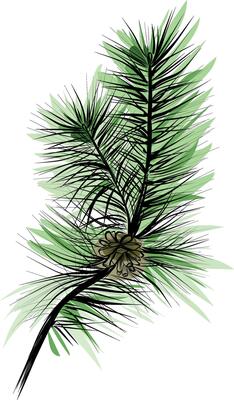 Pine branch with green needles and pinecone sketch