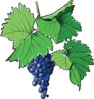 Grape bunch with green leaves hand drawn vector