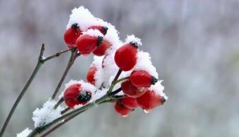 Red berries covered in snow on a branch photo