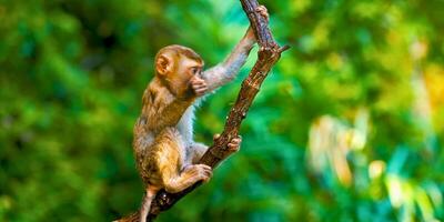 A monkey is sitting on a branch in the forest photo
