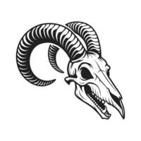 A ram skull with large curved horns on a animal bone vector