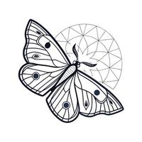 Butterfly with geometric design elements on a insect animal vector