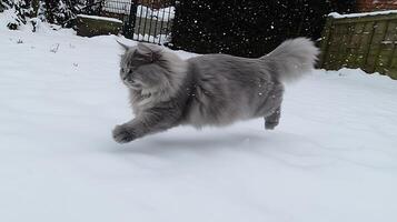 Majestic Gray Cat Leaping Through Fresh Falling Snow. photo