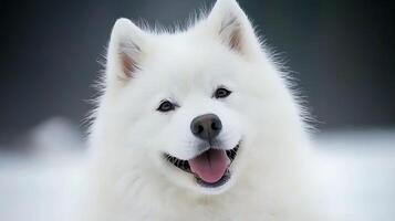 Joyful Samoyed Dog Smiling with Tongue Out in Soft Light. photo