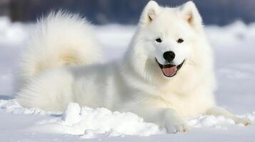 Joyful Samoyed Dog Enjoying a Winter Wonderland Snow Day. photo