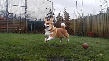 Happy Corgi Dog Leaping Through Green Grass with a Ball. photo