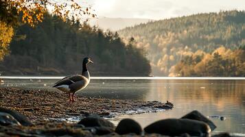Serene Goose by a Forest Lake at Golden Hour. photo