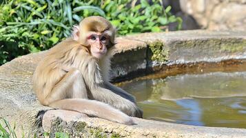 Curious Monkey Sitting by Water in a Zoo enclosure. photo