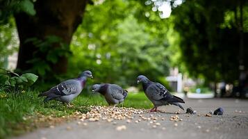 Three Pigeons Foraging for Seeds on a Sunny Park Path photo